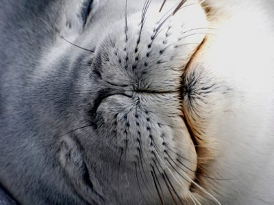 Seal in Antarctica