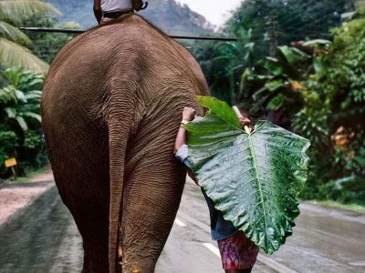 Adventure in Asia with elephant