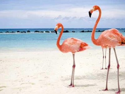 Flamingos on Caribbean beach