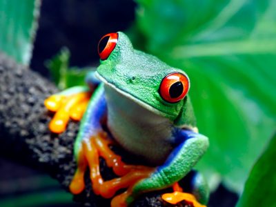 Frog in Central America