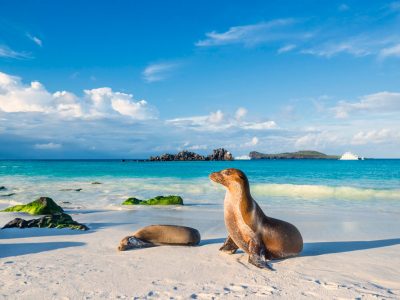 Wildlife South America