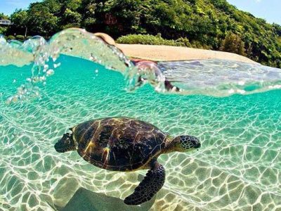 Sea turtle in the South Pacific